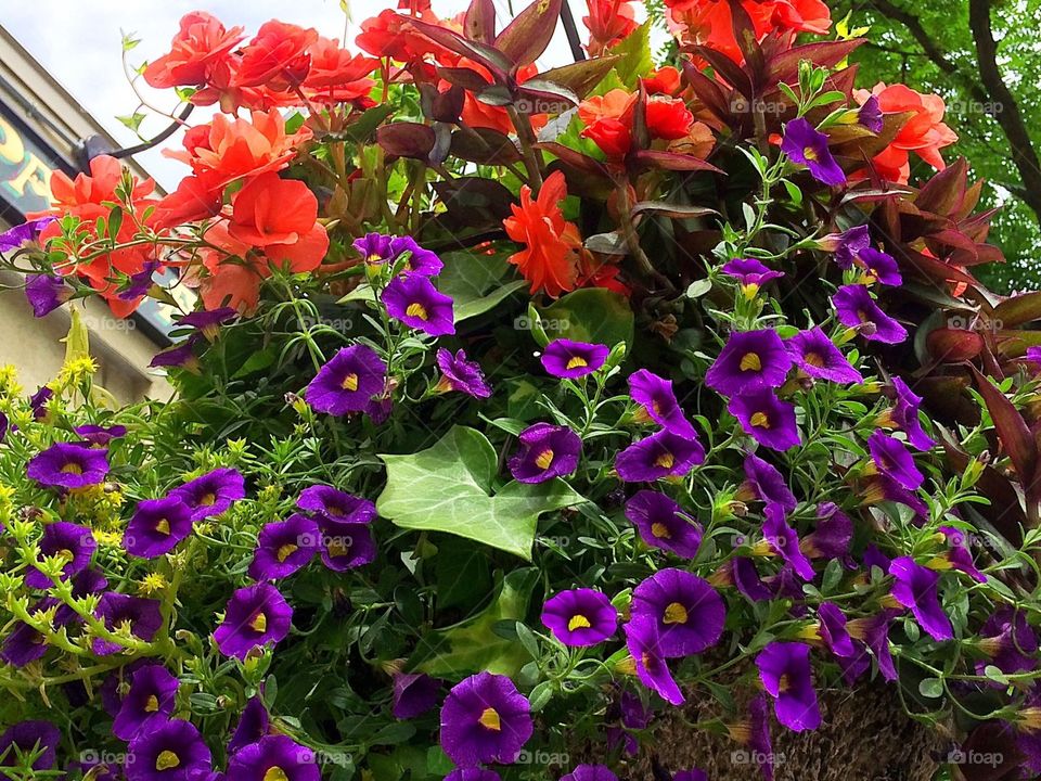 Purple and red annual flowers