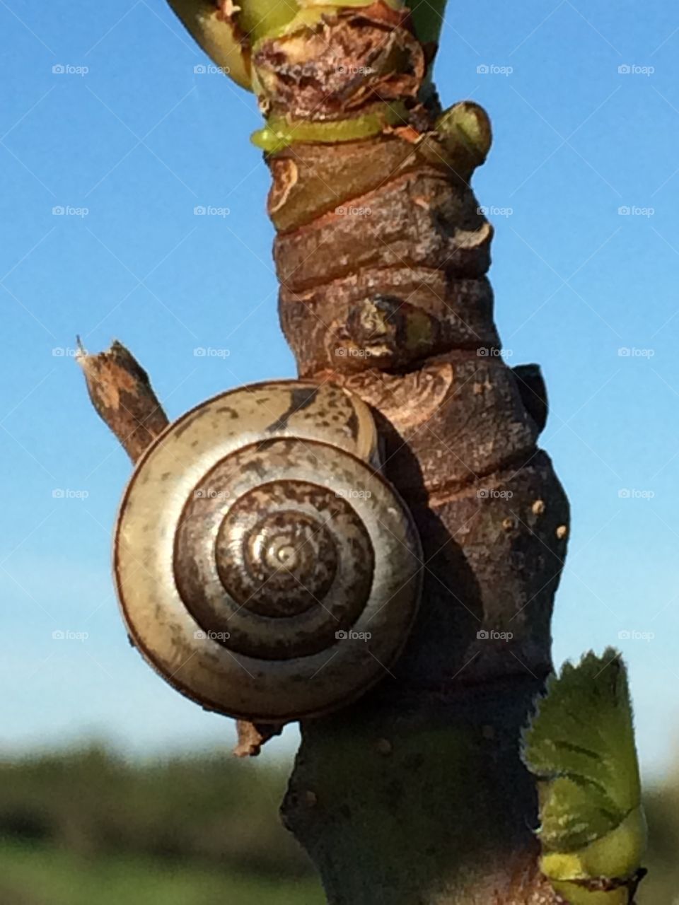 Snail 