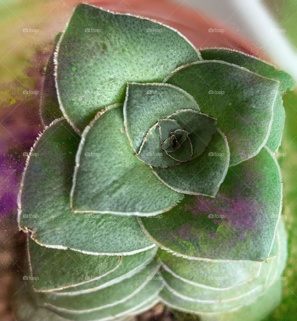 Beauty in nature, abstract, beautiful succulent Crassula hemisphaerica