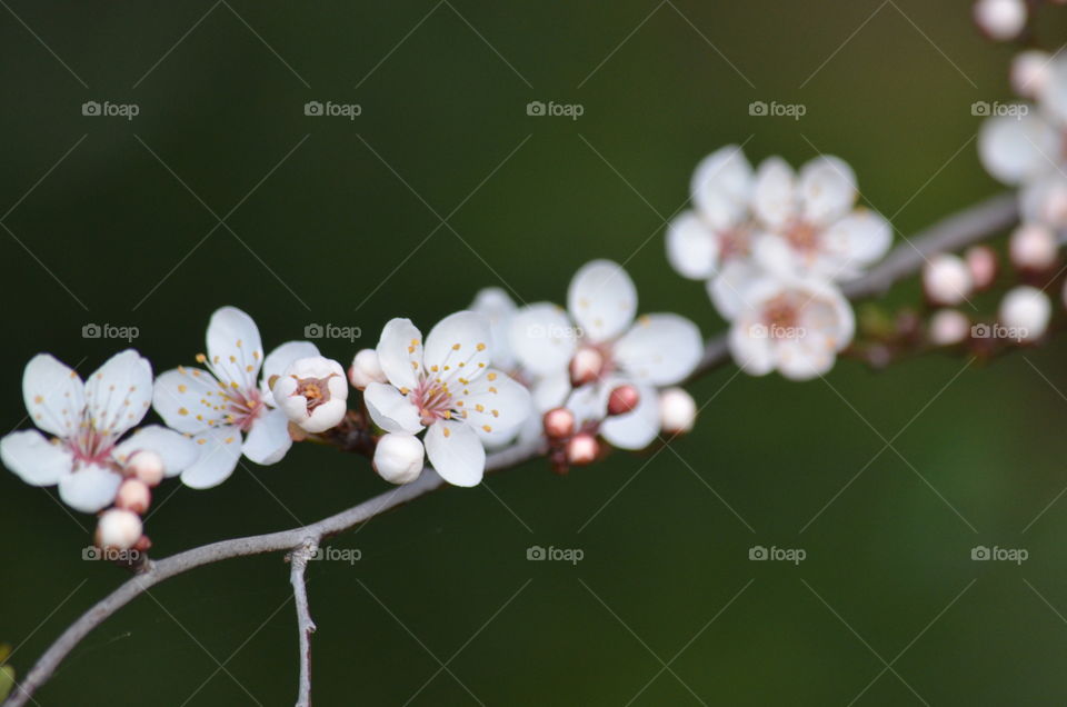Close-up cherry blossom flowers