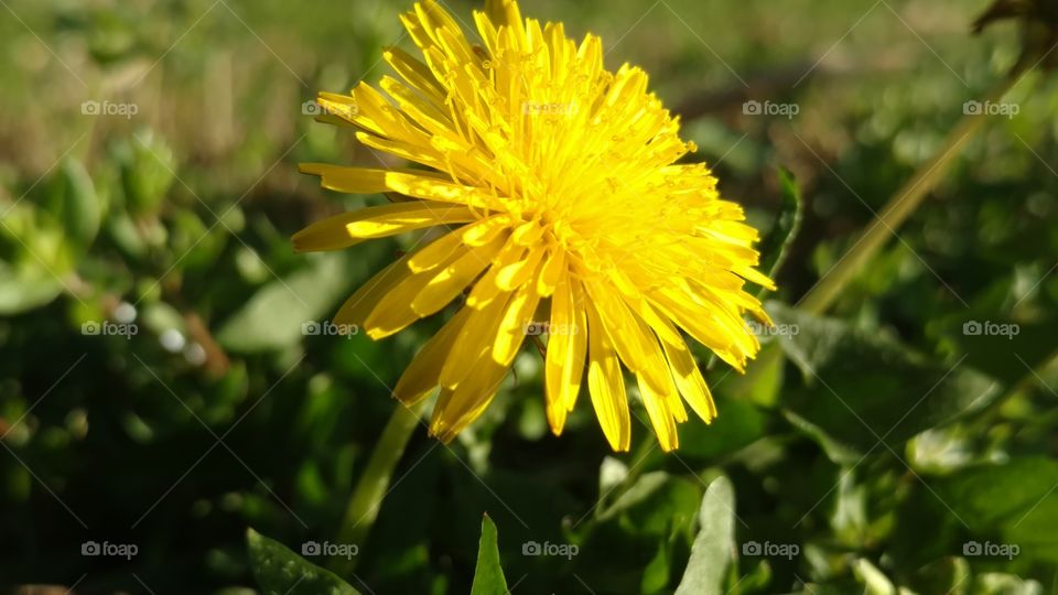 Flower, Nature, Flora, Summer, Garden