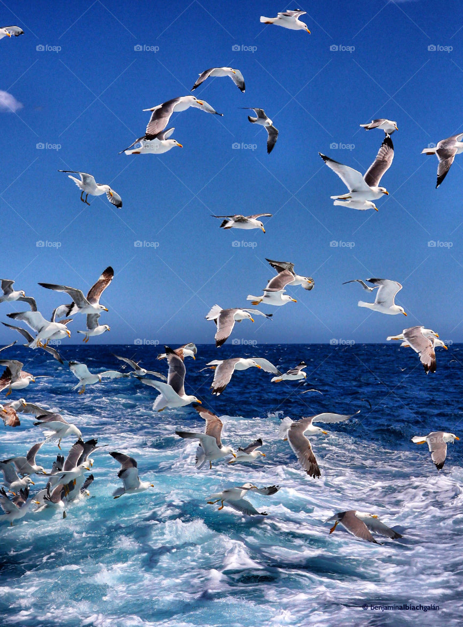 seagulls