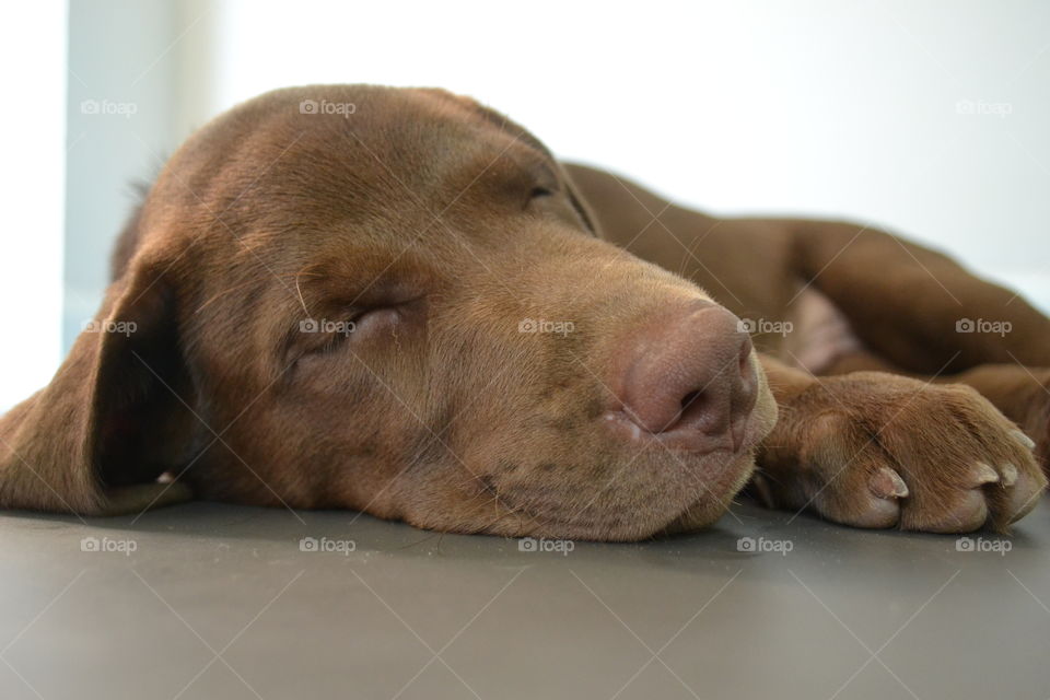 Brown dog is taking rest