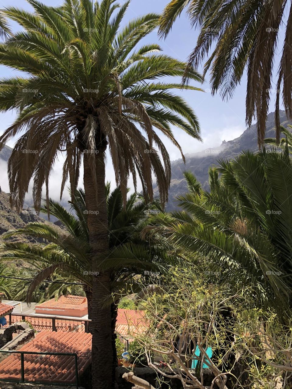 Palm trees in Spain, tropical flora, palms 