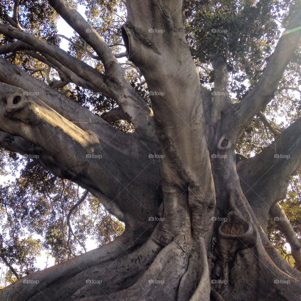 Moreton bay fig tree 
