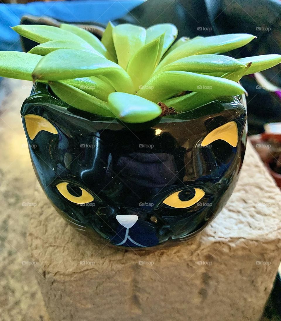 Kitty plant