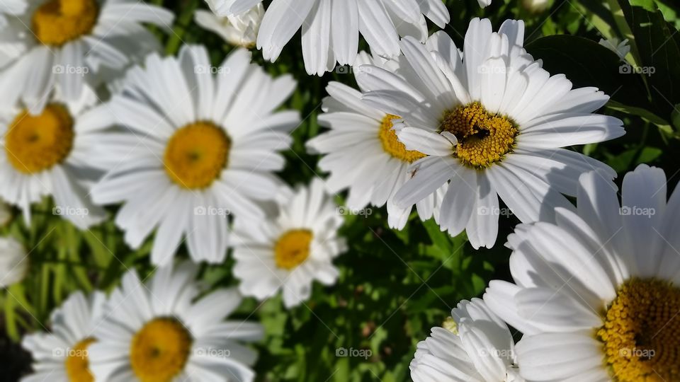 daisys