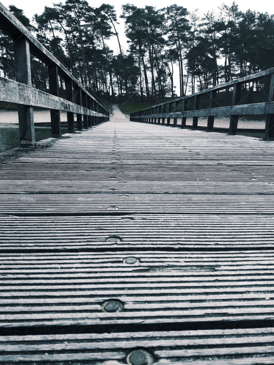 bridge hike hiking lake netherlands trees tree woods island