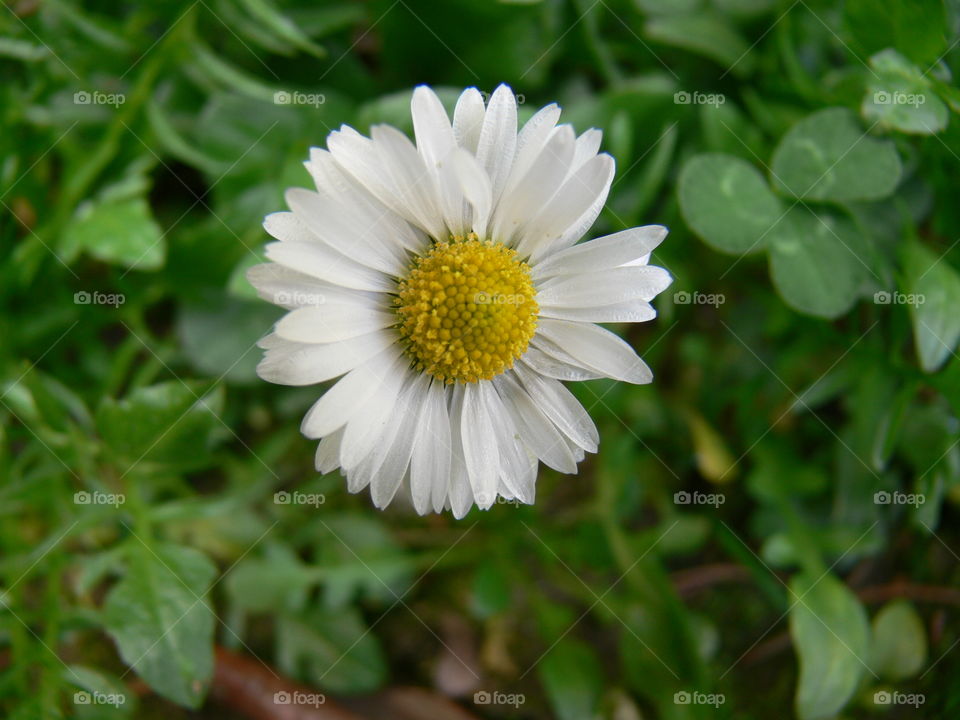 a closeup pic of a spontaneous daisy flower in bloom in a garden in springtime