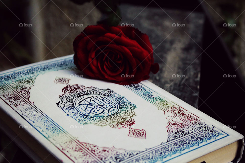 qur'an and red rose. nice shot of the Holy book of Muslims the Quran with red rose