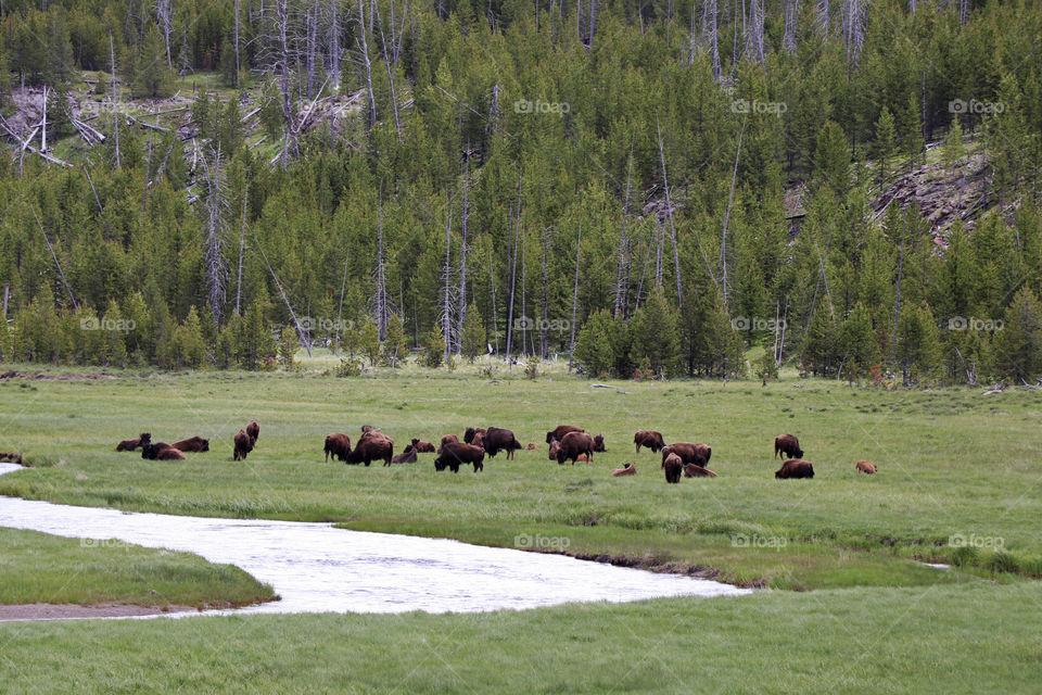 Herd of Bisons