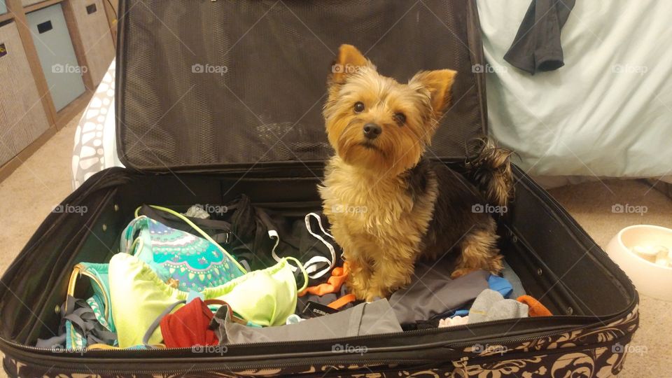 Travel puppy