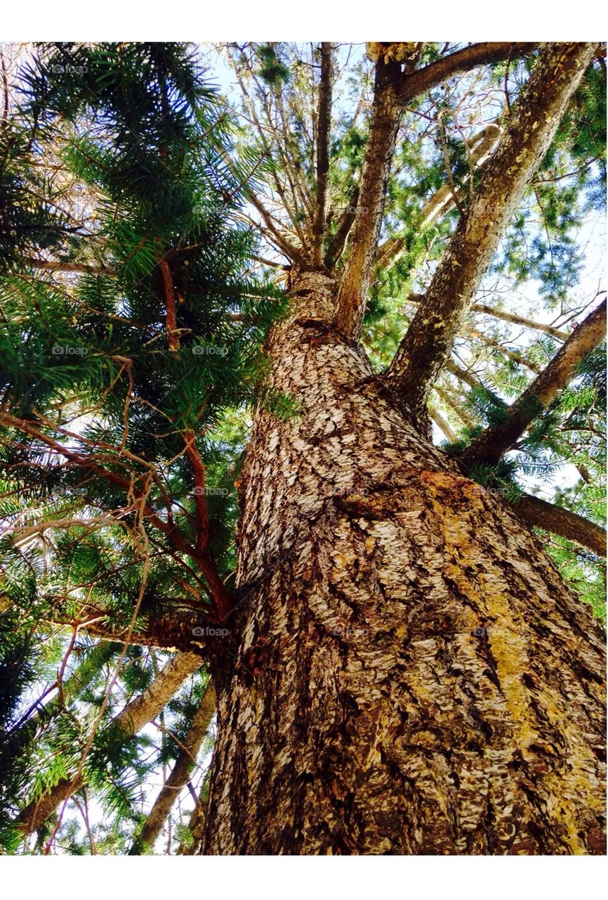 tree