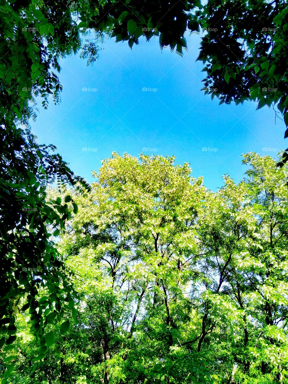Leaf, Nature, Tree, Wood, Summer