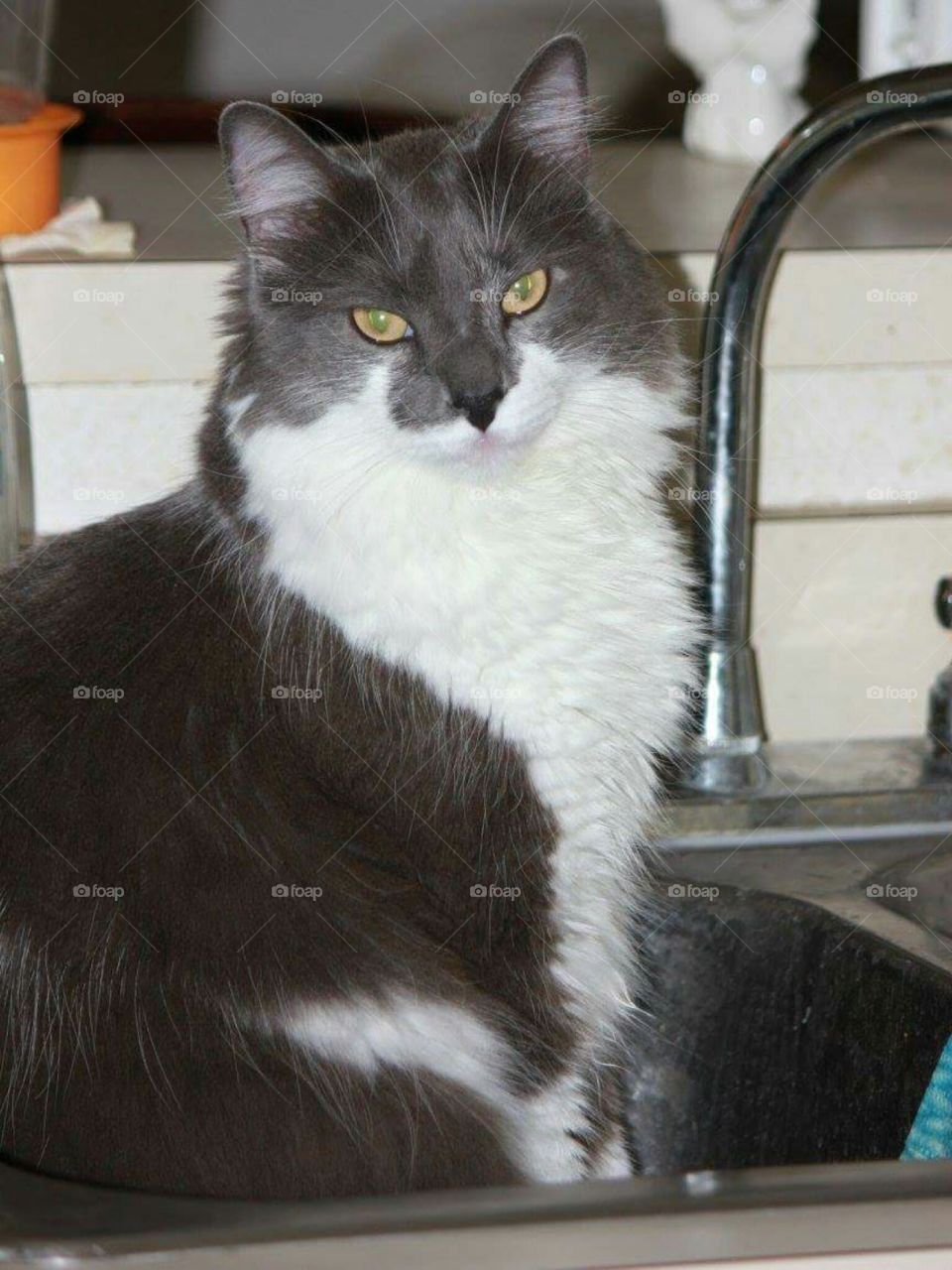 Mr. Feeny In The Sink 2