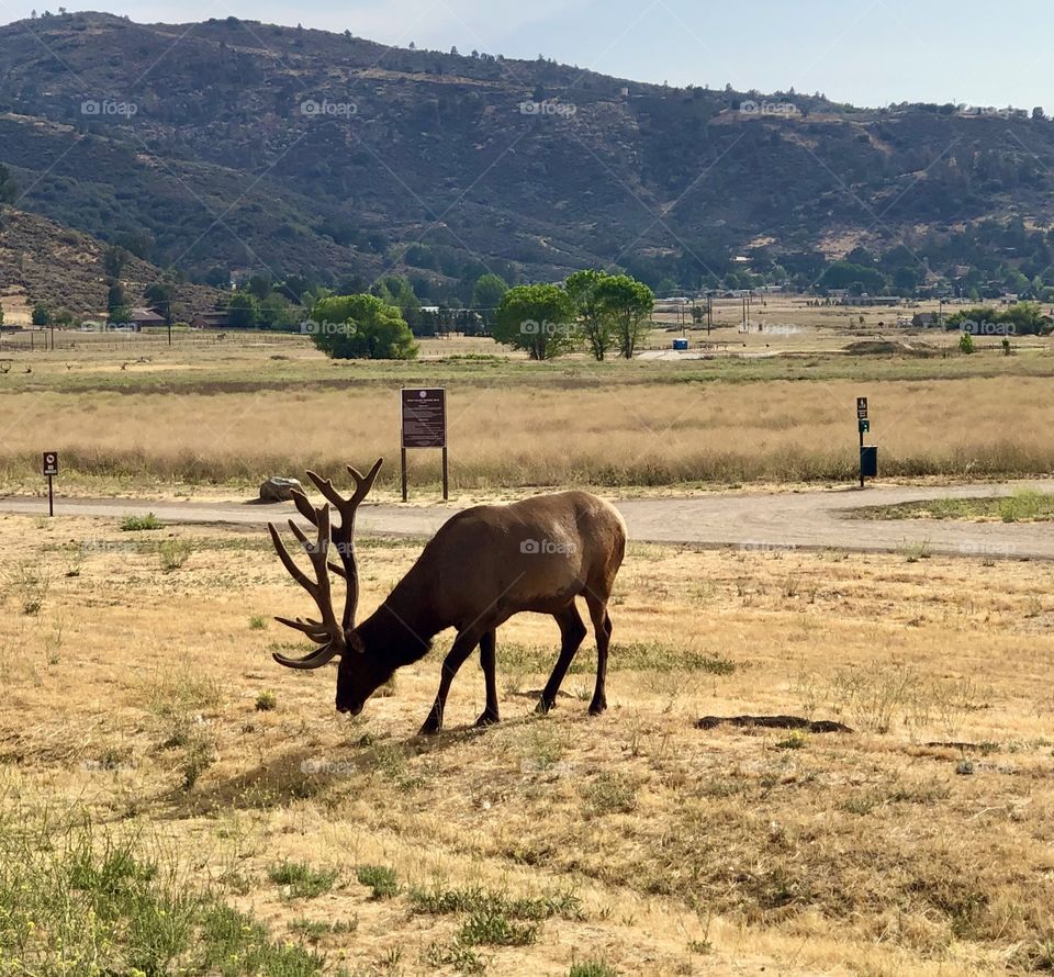 Tehachapi California Elk!