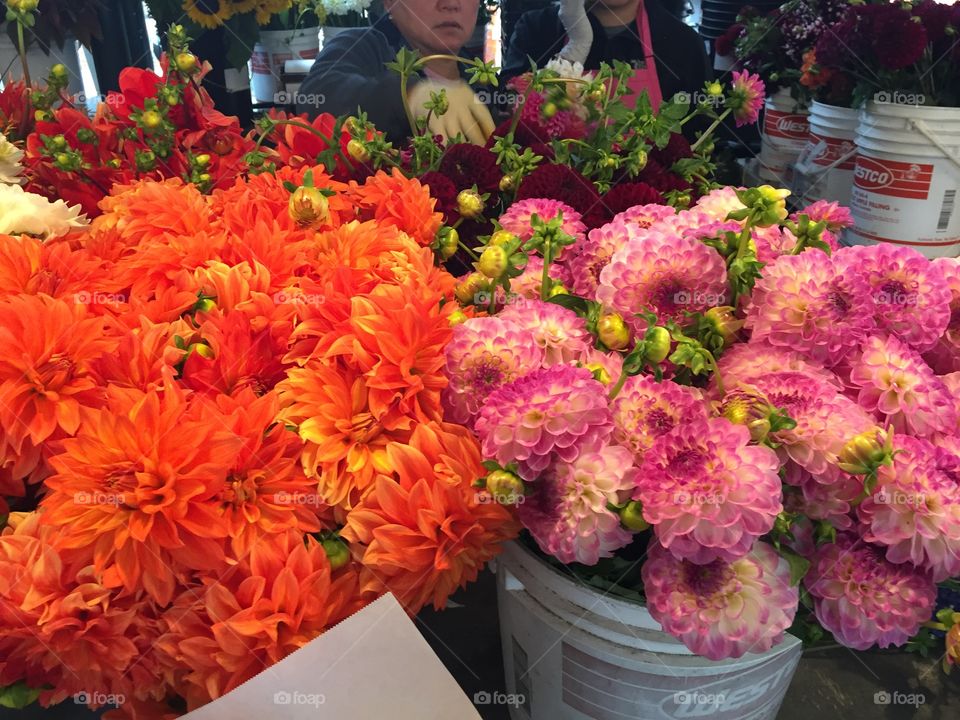Flower, Bouquet, Garden, Chrysanthemum, No Person