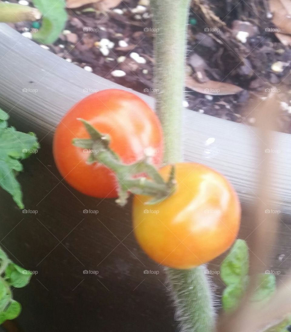 small orange tomatoes