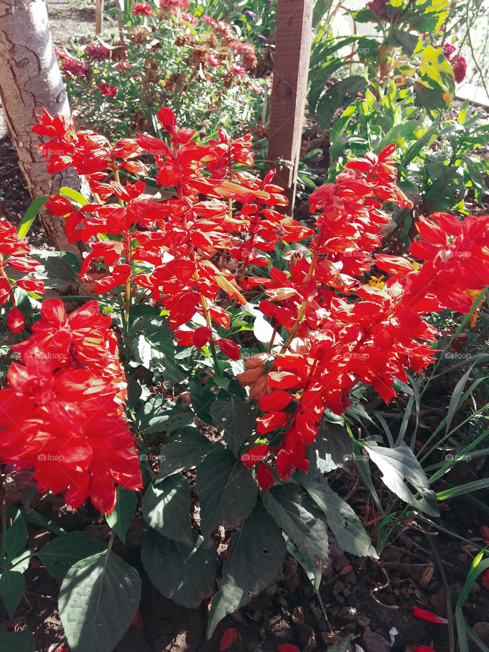 red flowers in the shape of bells