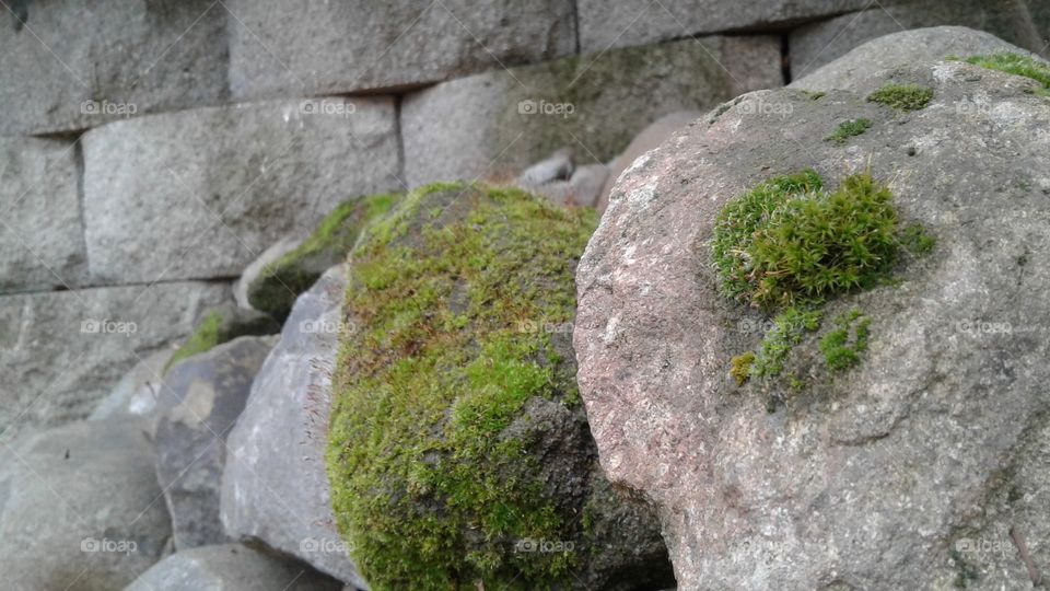 Moss rock