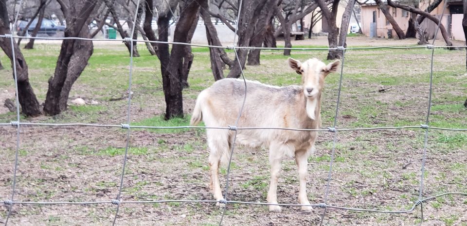 what are you looking at, not by the haornof my chiney chin chin