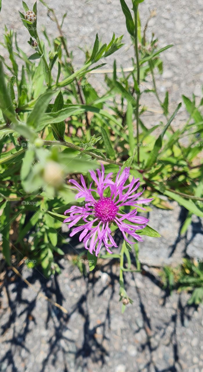 Centaurea jacae