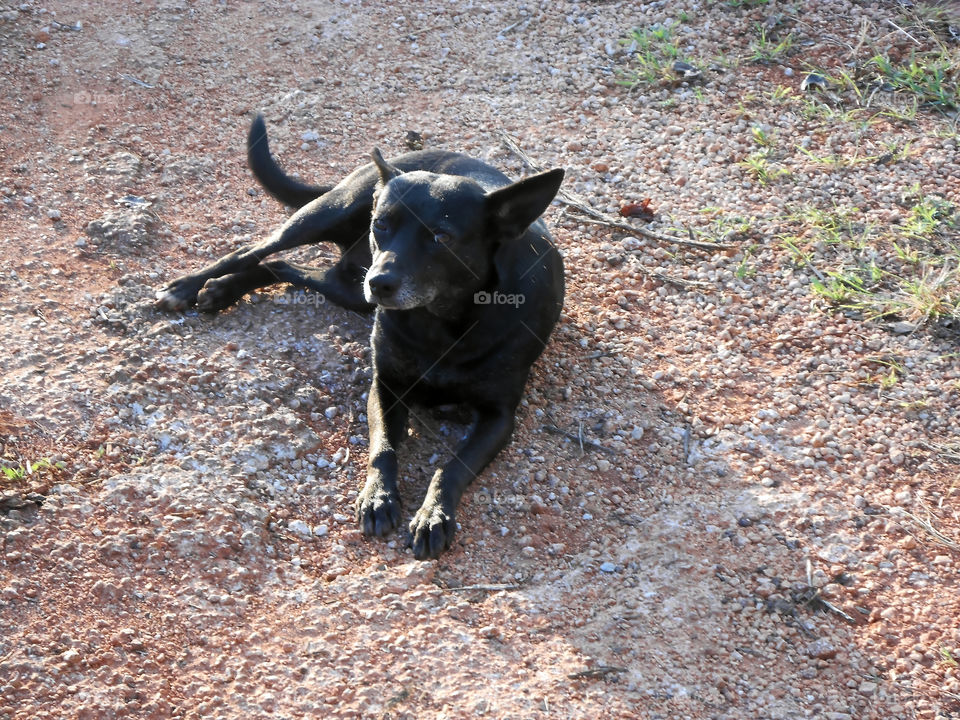 Black Dog Relaxing