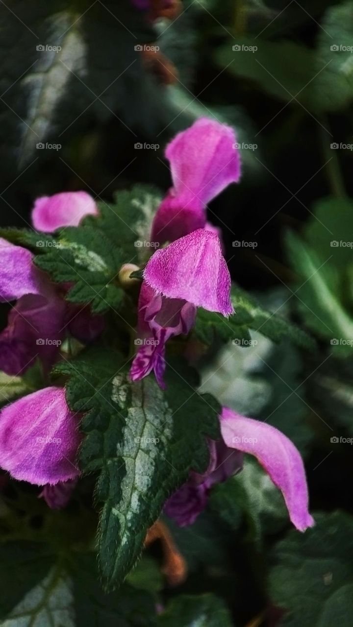 Macro photo of flower growing in the garden