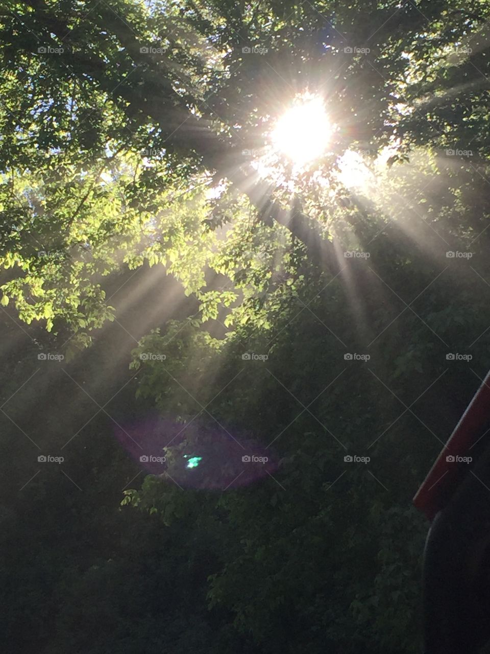 Light through the trees 