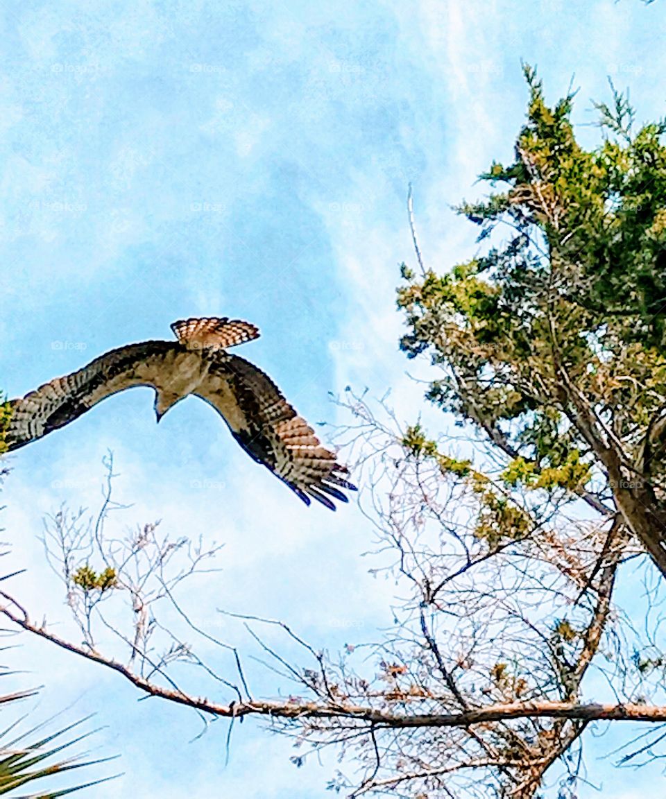 Buzzard takes flight in pursuit of spotted prey
