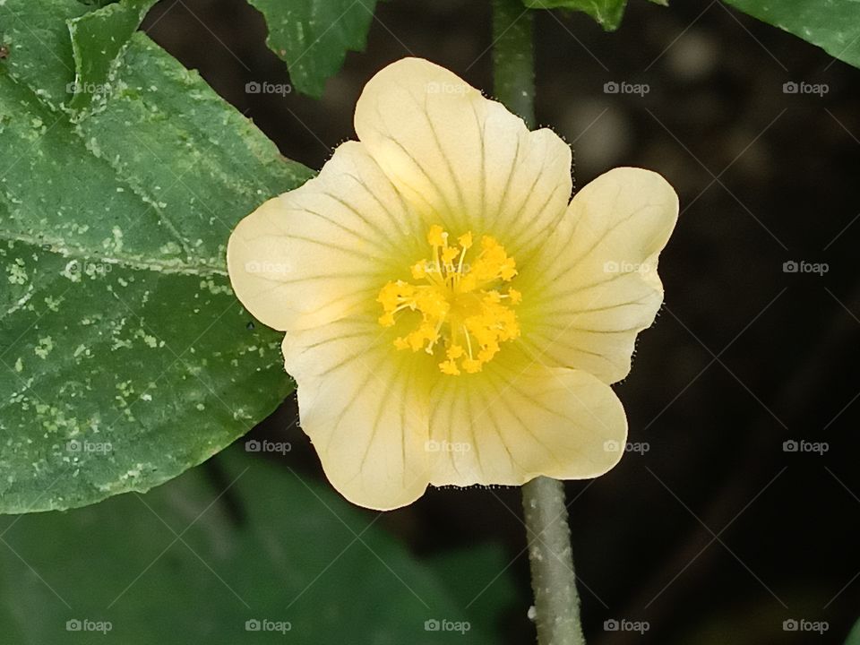 Jamaican Broom weed flower