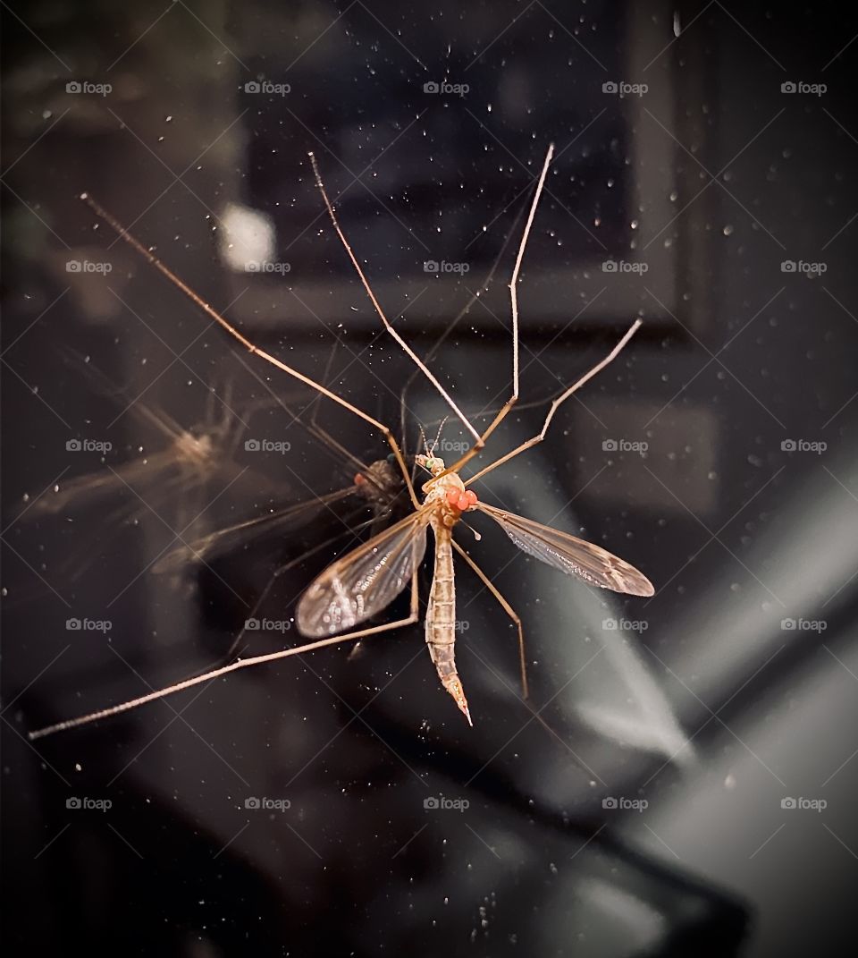 Let me in!  A mayfly bearing eggs sacks was attracted to my porch light and tried to get into my house.  