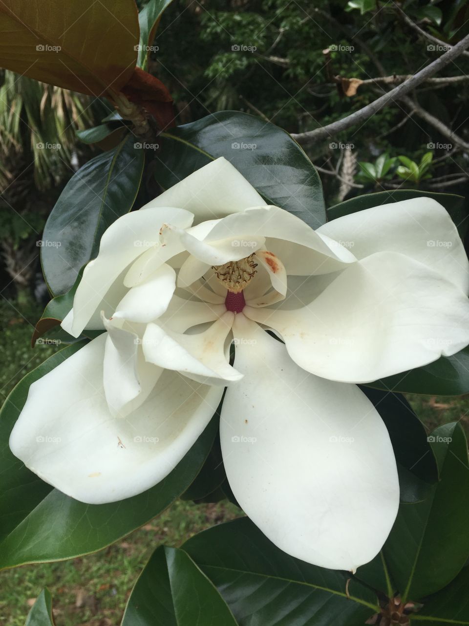White magnolia 