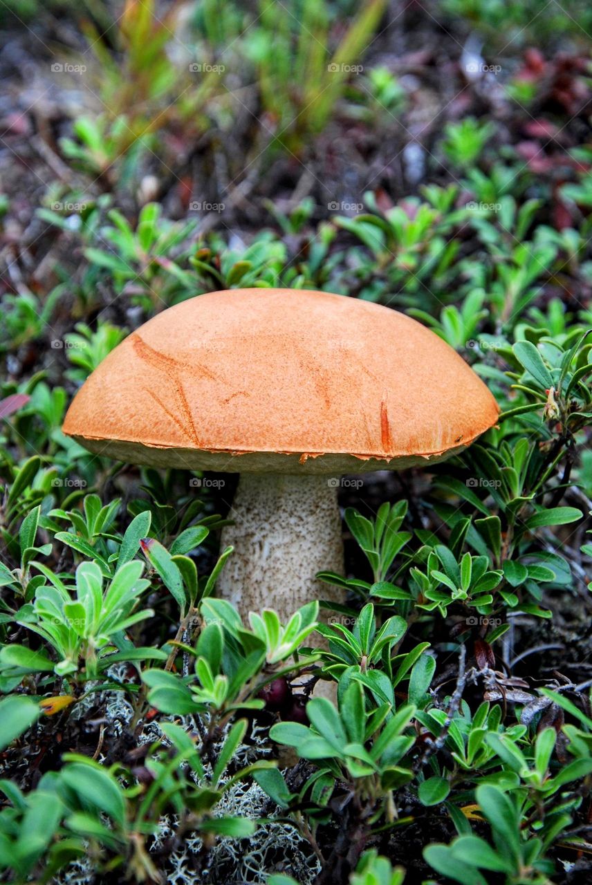 Mushroom