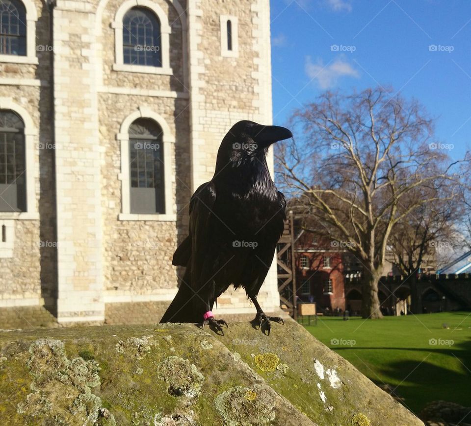 Tower Raven