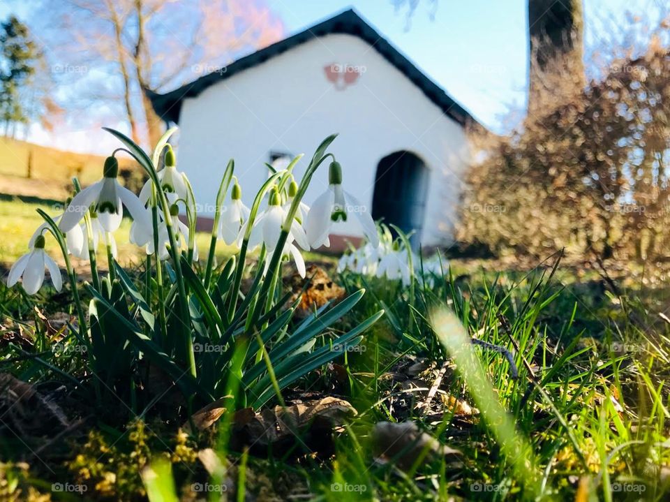 first spring flowers