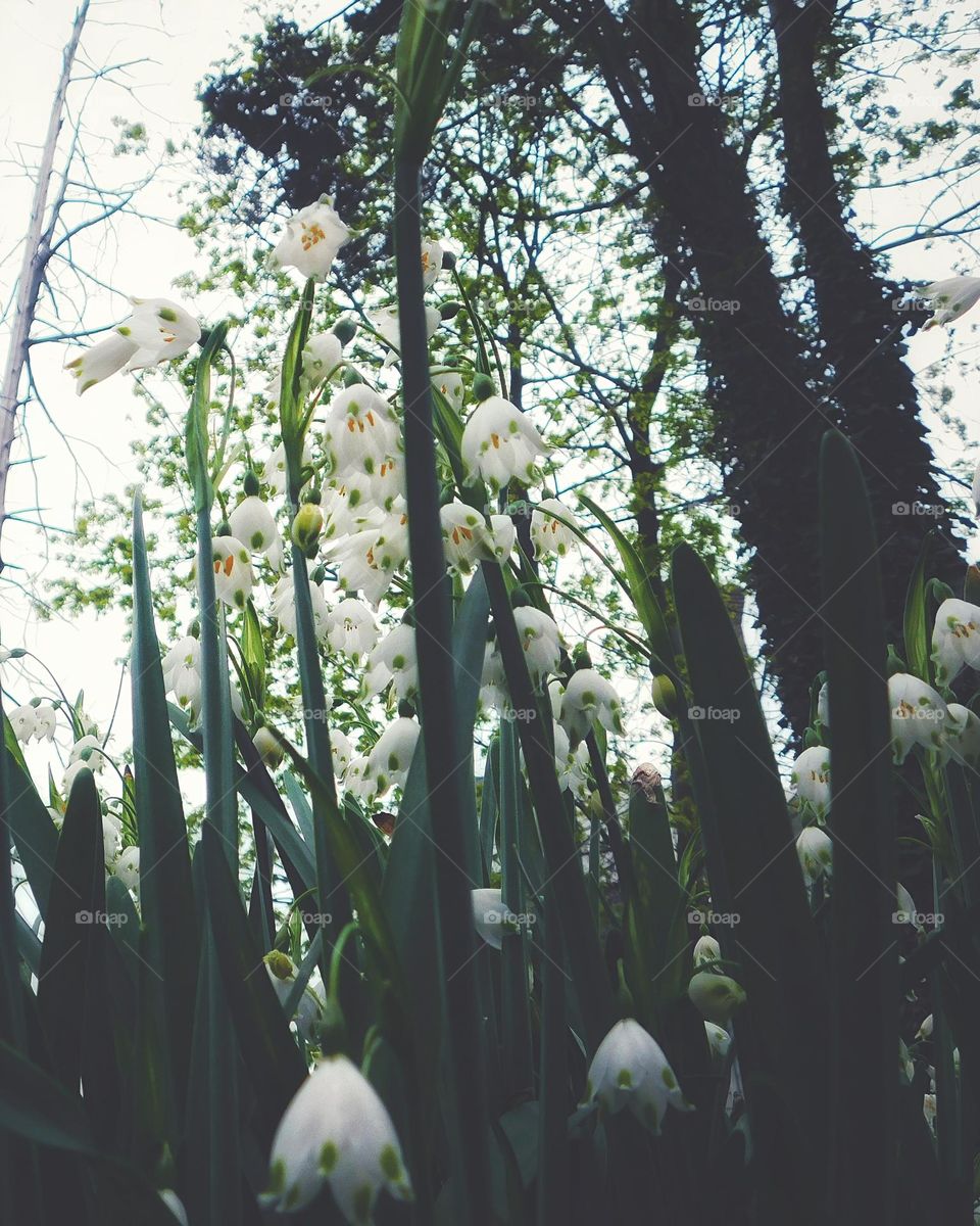 Lily of the valley beneath the trees 