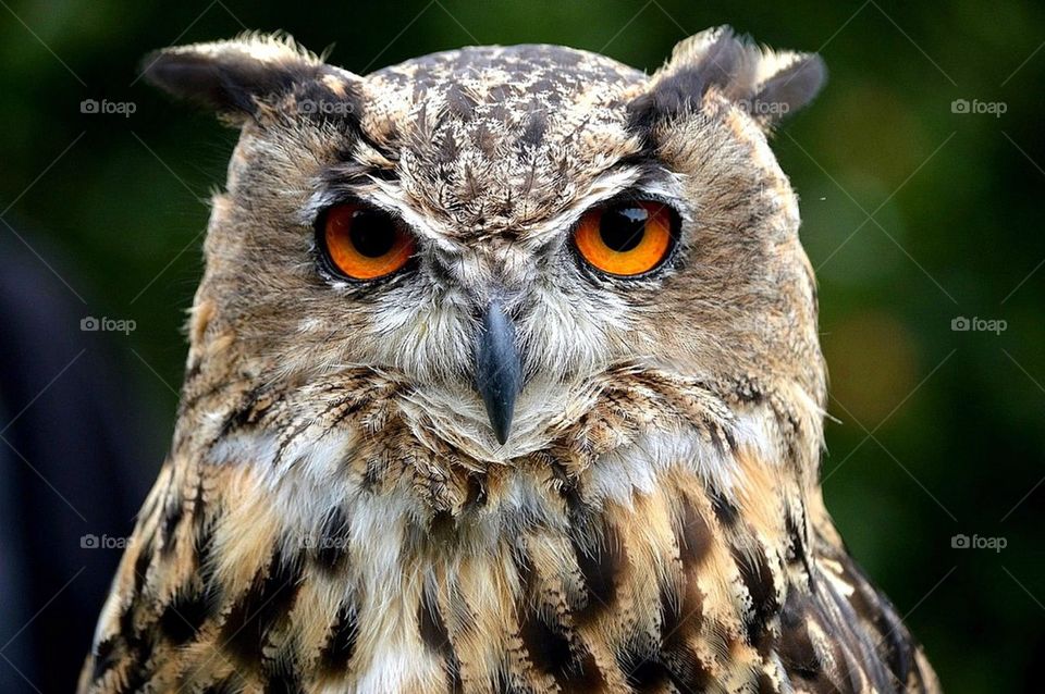 owl