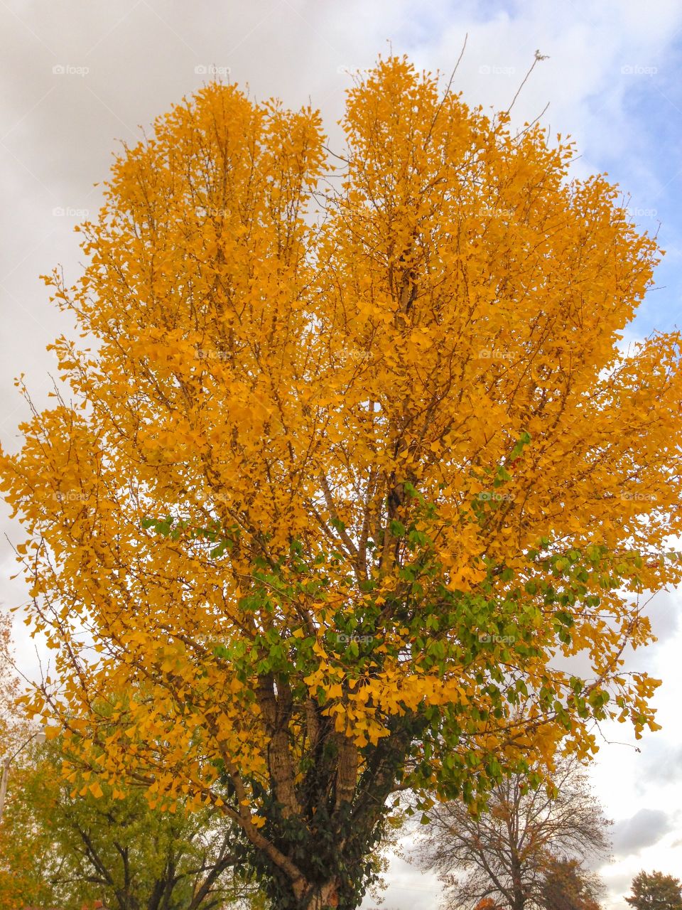 Yellow tree
