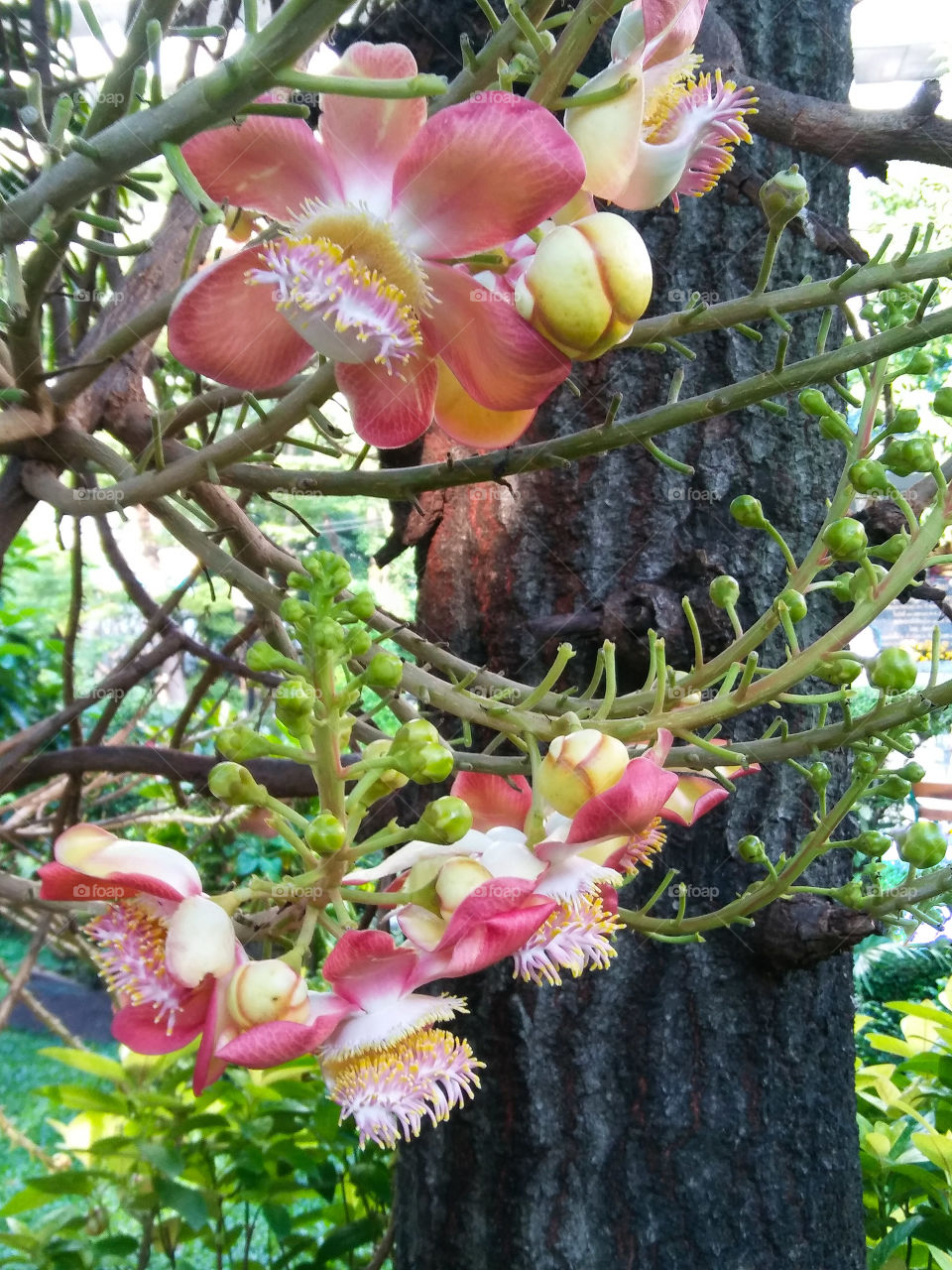 Blossom flower in close angle.Cannonball tree.Couroupita guianensis.