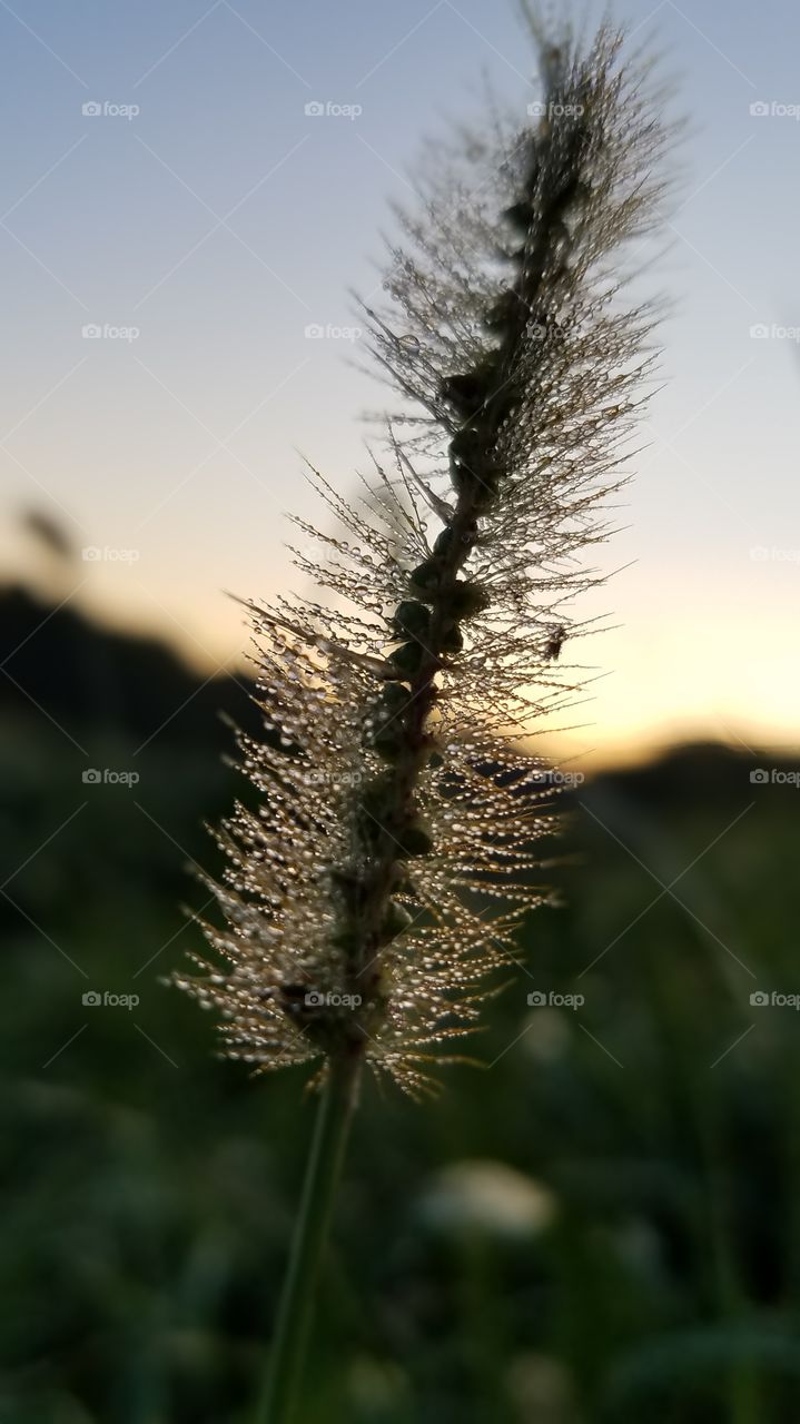 Nature, No Person, Flora, Outdoors, Growth