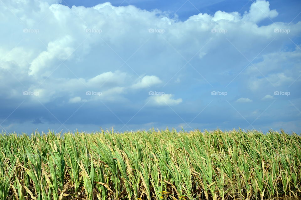 corn field