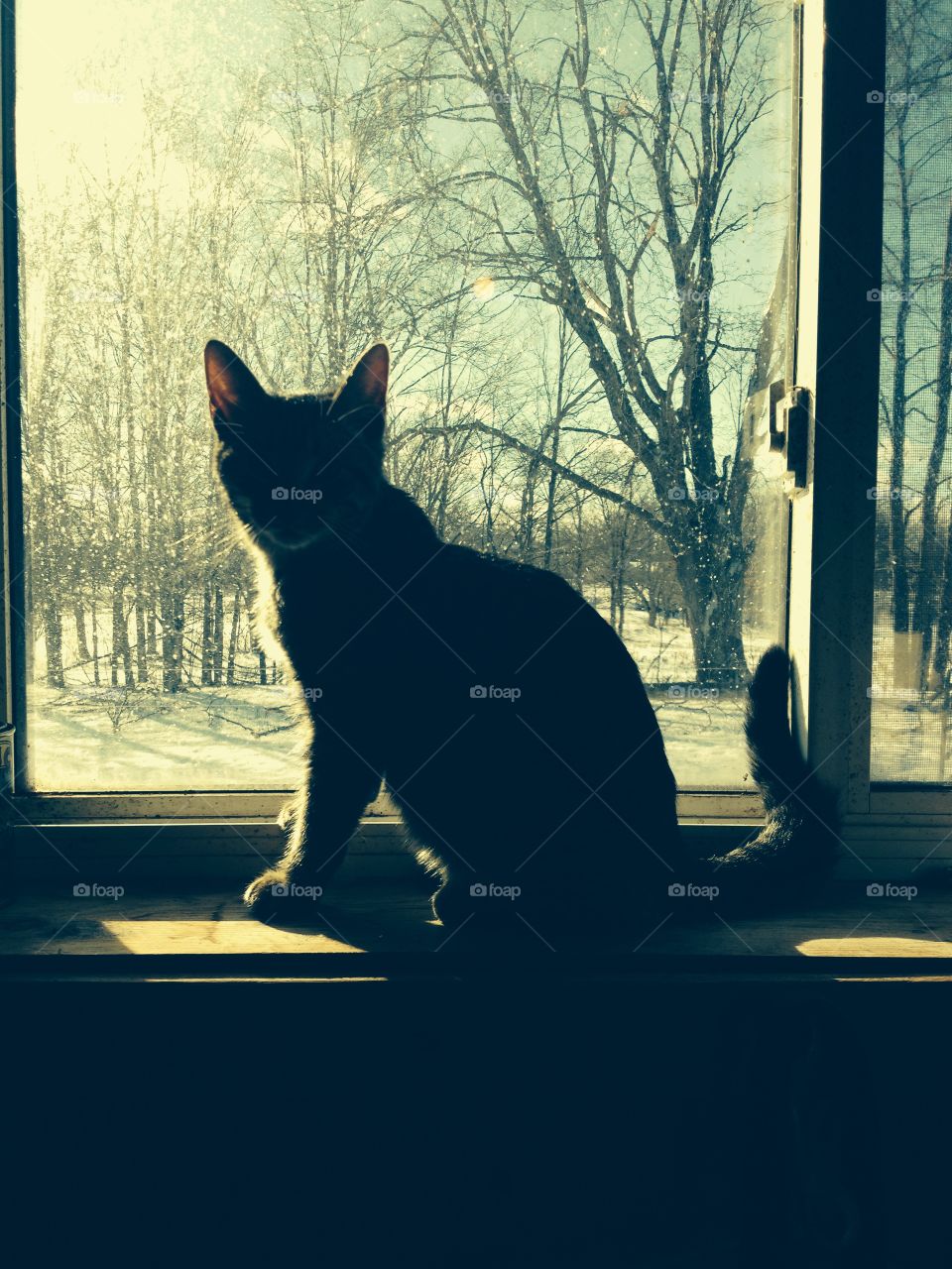 Barn cat keeping occupied in the window. 