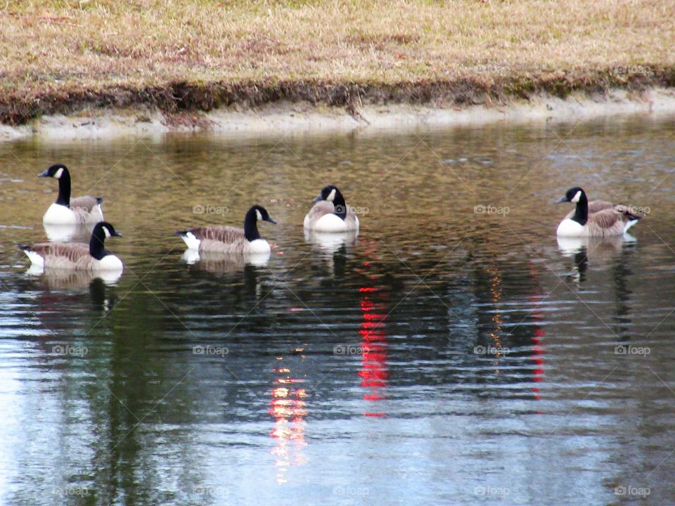 geese on a pond