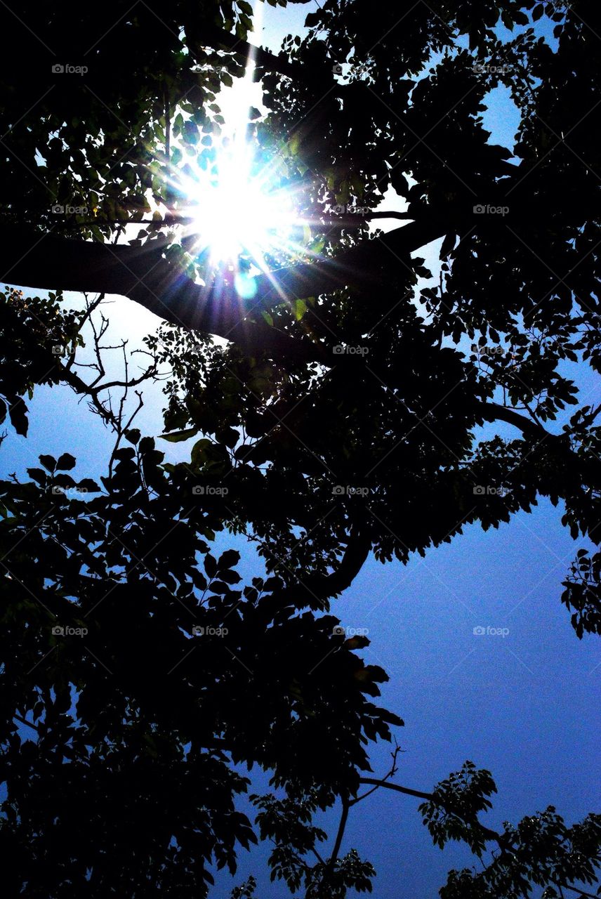 Beam of light pass through the tree