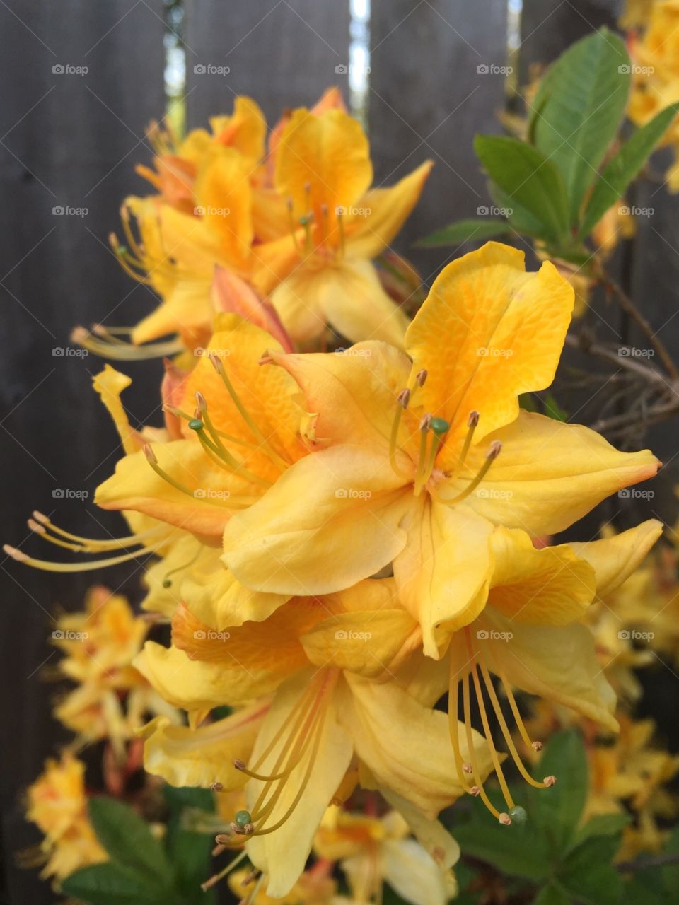 Yellow flowers. Yard art