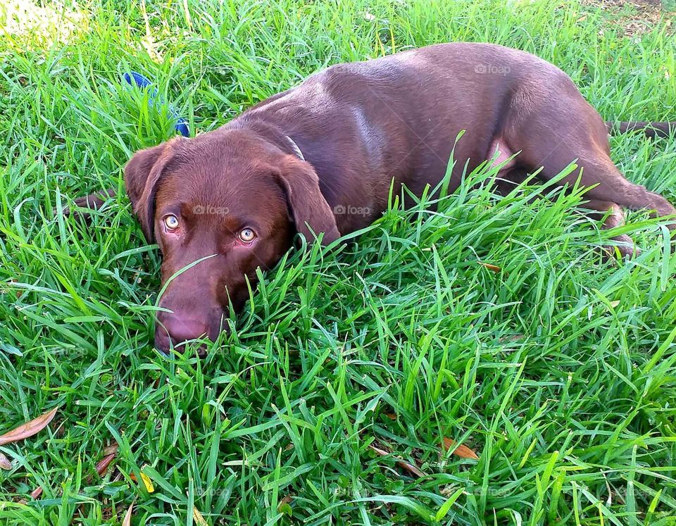 Labrador#dog#relax#greengrass#spring#nature