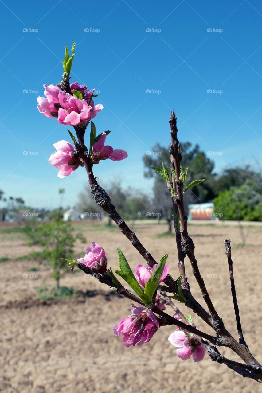Close-up of blooming pink flowers
