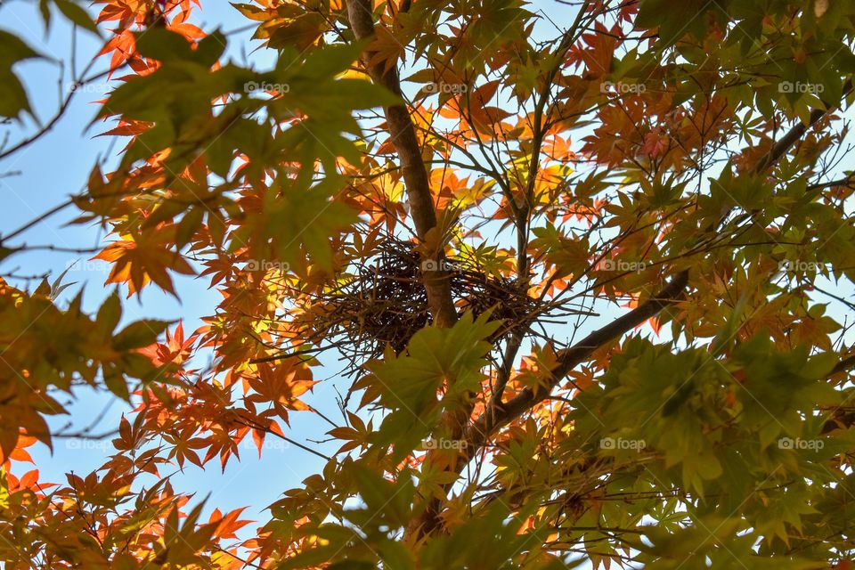Bird nest -Japanese maple tree 