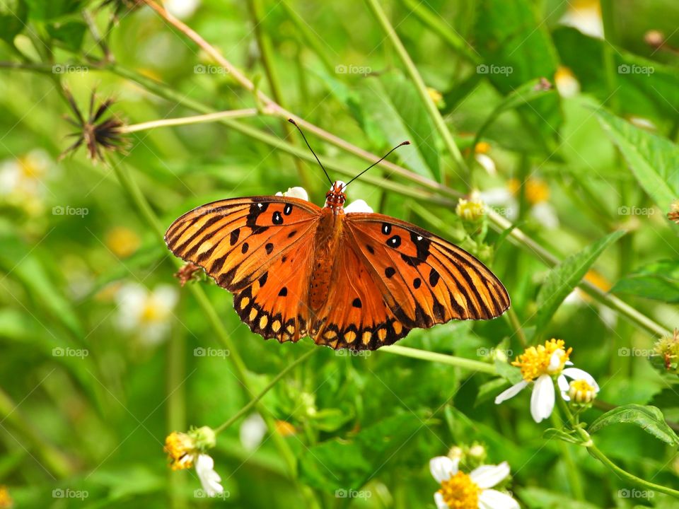 A beautiful Monarch butterfly sits on a yellow and white flower. Monarch butterflies need milkweed plants to lay their eggs